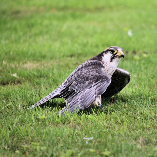 istock A picture of a Lanner Falcon with prey 1044425698