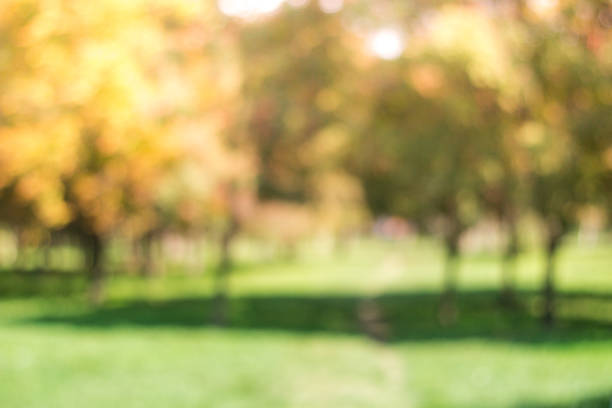 istock City park bokeh background 1044429072