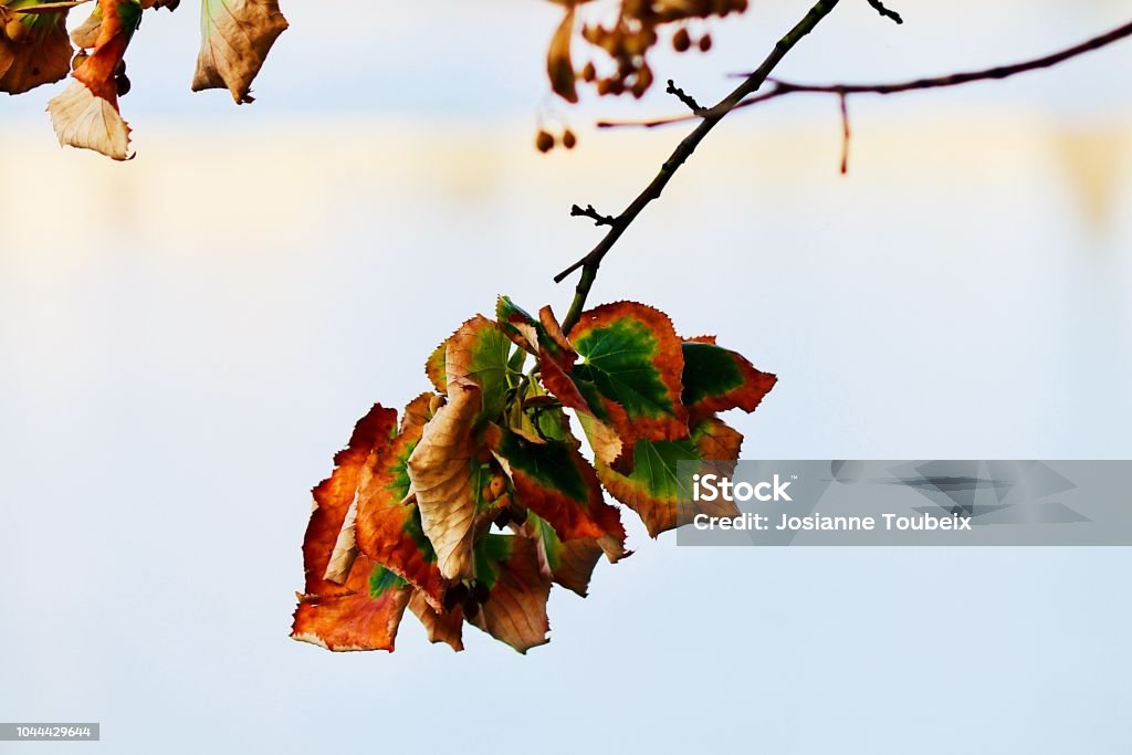 An autumn branch Dry leaves on a tree twig in the fall Autumn Stock Photo
