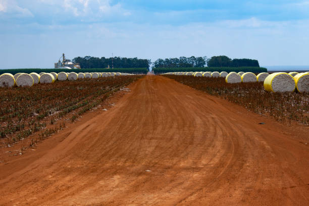 paisaje de la granja: ronda de balas de algodón cosechado envuelto en plástico amarillo contra el cielo azul. - cotton photography cloud plantation fotografías e imágenes de stock