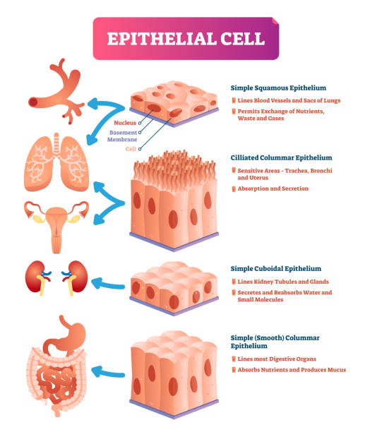 Epithelial cells vector illustration. Medical location and meaning diagram. Epithelial cells vector illustration. Medical and anatomical location and meaning diagram. Closeup to simple squamous, cilliated colummar, cuboidal and smooth epithelium. epithelium stock illustrations
