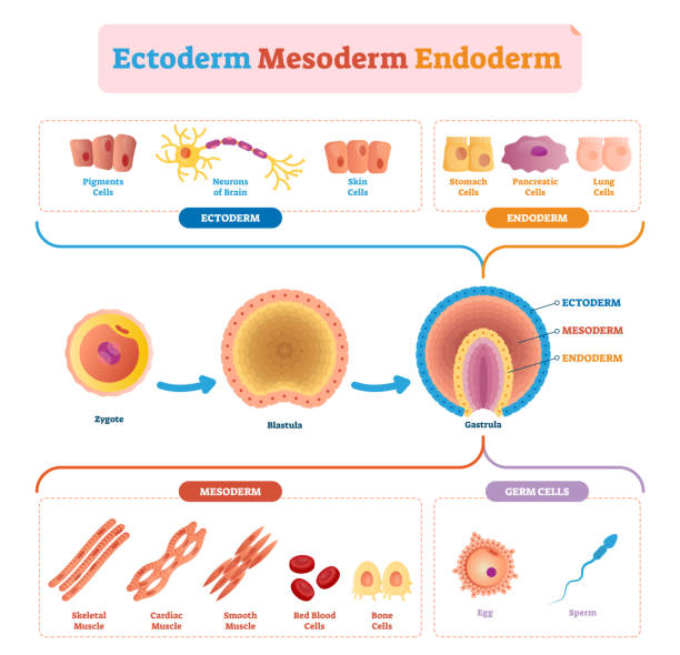 Endoderma Ne Rrenje Cellula Umana Etichettata Home