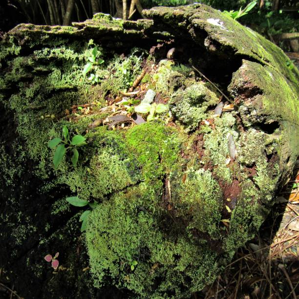 istock Dead trees, tree stumps and unusual trees showing decay, moss, plants growing, petrified and dry. 1044432742