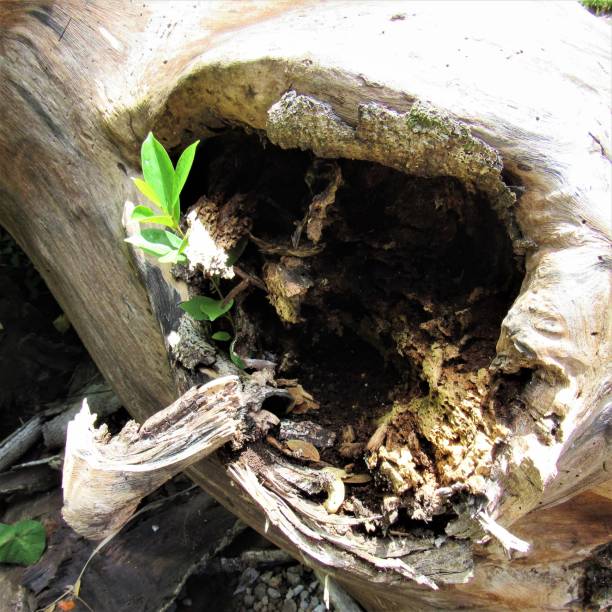 Dead trees, tree stumps and unusual trees showing decay, moss, plants growing, petrified and dry.