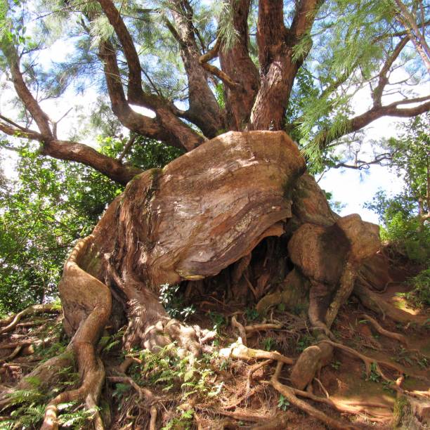 istock Dead trees, tree stumps and unusual trees showing decay, moss, plants growing, petrified and dry. 1044432890