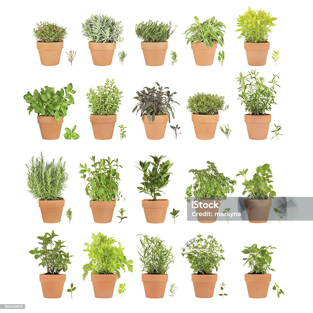 Herbs in Pots with Leaf Sprigs Large collection of herbs growing in terracotta pots with specimen leaf sprigs, isolated over white background. Cut Out Stock Photo