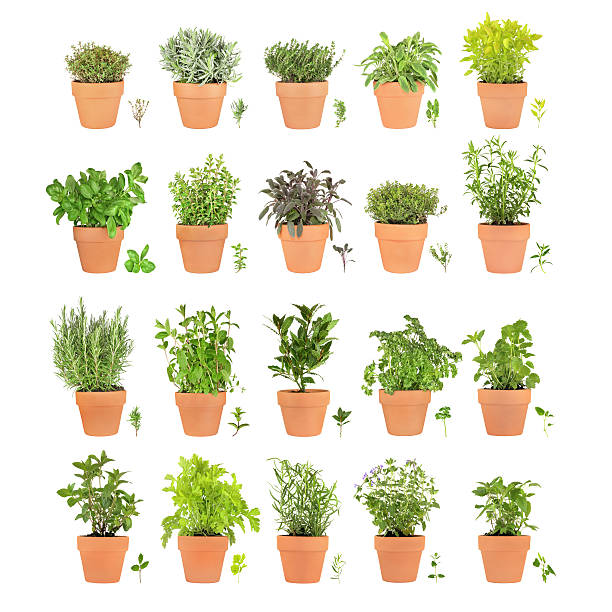 Herbs in Pots with Leaf Sprigs Large collection of herbs growing in terracotta pots with specimen leaf sprigs, isolated over white background. pottery photos stock pictures, royalty-free photos & images