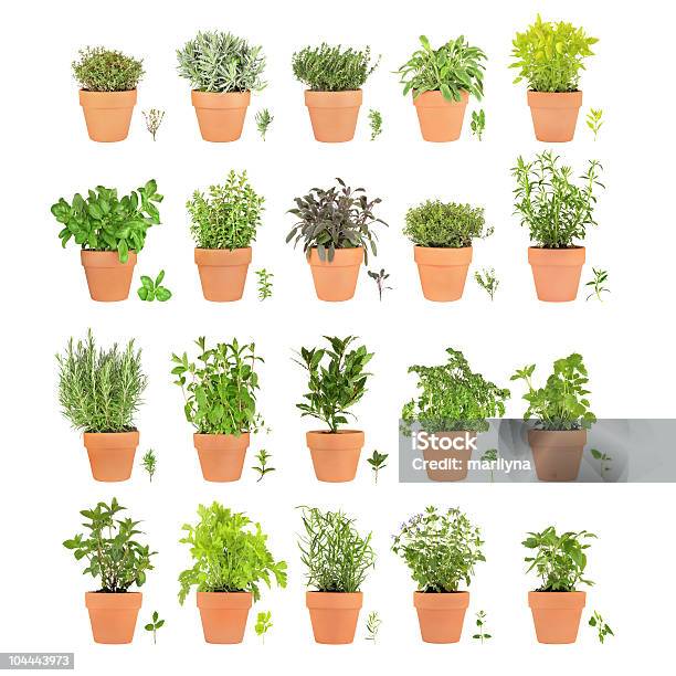 Herbs In Pots With Leaf Sprigs Stock Photo - Download Image Now - Cut Out, Basil, Flower Pot