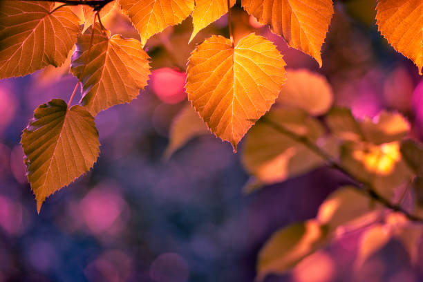 farben des herbstes  - vibrant color image leaf lush foliage stock-fotos und bilder