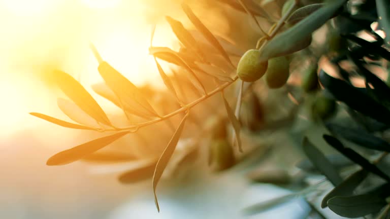 Olive tree with sunlight beams