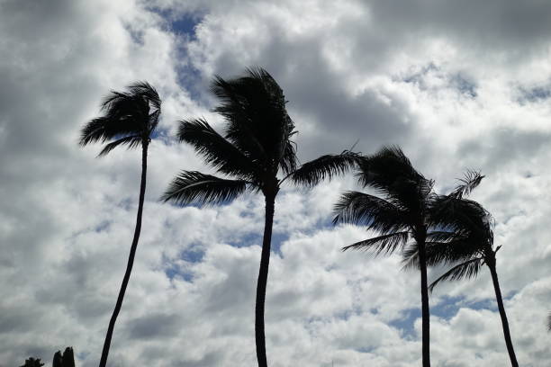 istock Palm Trees Blowing in the Wind 1044454060