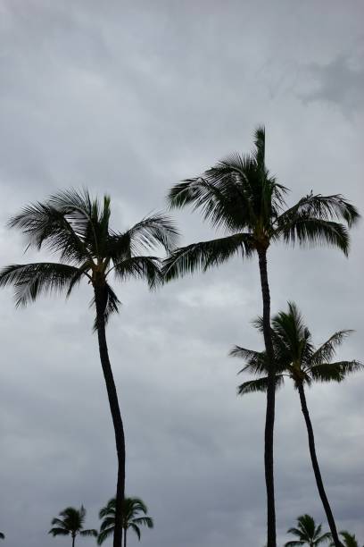 istock Palm Trees Blowing in the Wind 1044454142