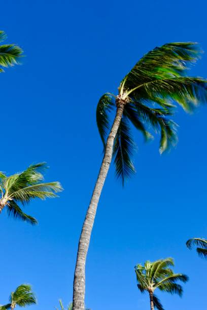 istock Palm Trees Blowing in the Wind 1044454144