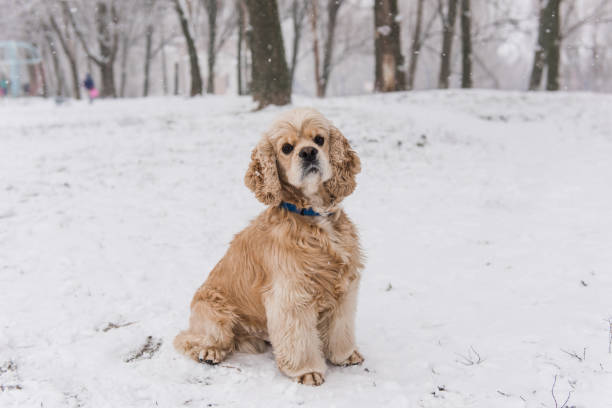 istock Portrait of beauitful cocker spaniel at winter 1044456816