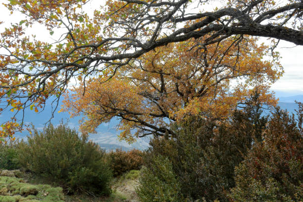 istock Blue cloudy sky and typical mountains and hills covered with forest met in autumn while hiking from the small Yebra de Basa town to Santa Orosia church on the Pyrenees mountains, Aragon, Spain 1044459770