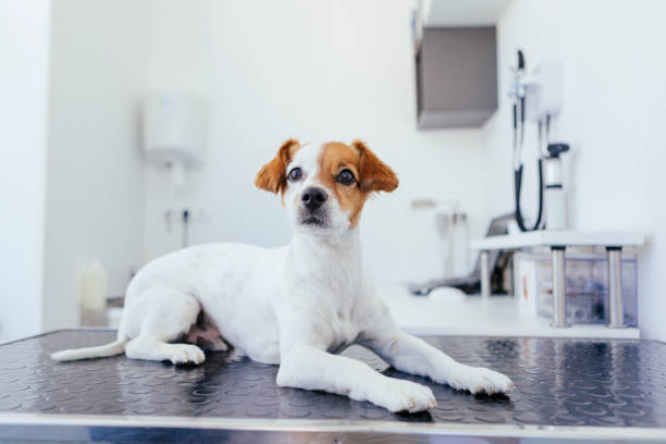 perro asustado en el veterinario - pets table animal cheerful fotografías e imágenes de stock