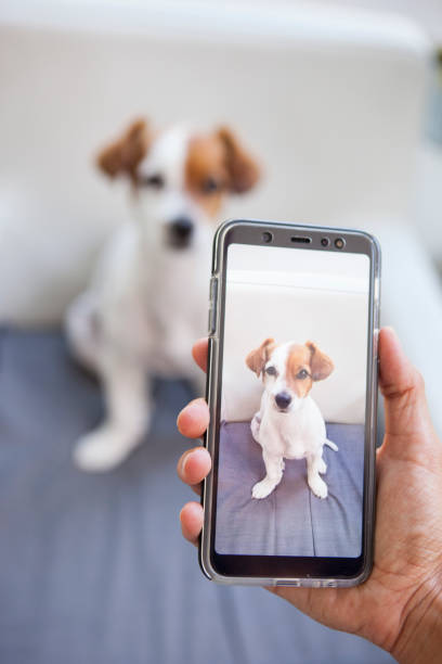 istock dog captured by a screen on a phone 1044460416