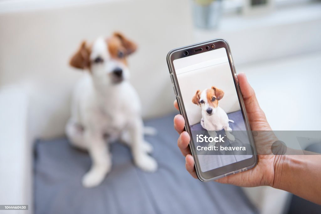 neugierig Hund auf einem Bildschirm Telefon - Lizenzfrei Fotografisches Bild Stock-Foto