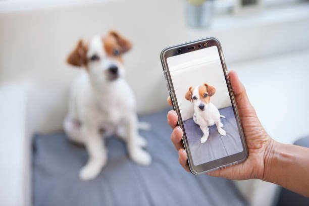 perro curioso en un teléfono de pantalla - dispositivo de información móvil fotos fotografías e imágenes de stock