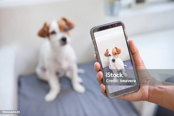 Curious Dog On A Screen Phone Stock Photo - Download Image Now - Photograph, Photography, Dog
