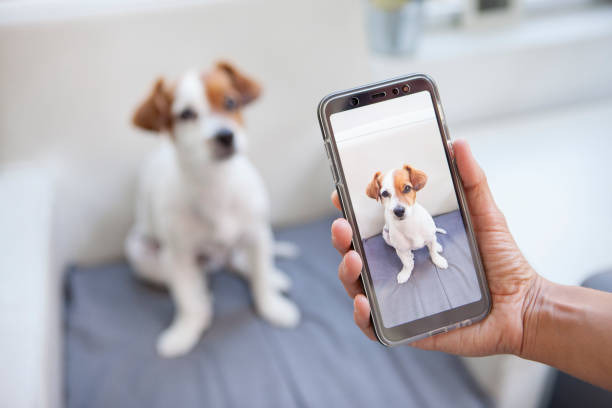 cão curioso em um telefone de tela - fotografando - fotografias e filmes do acervo