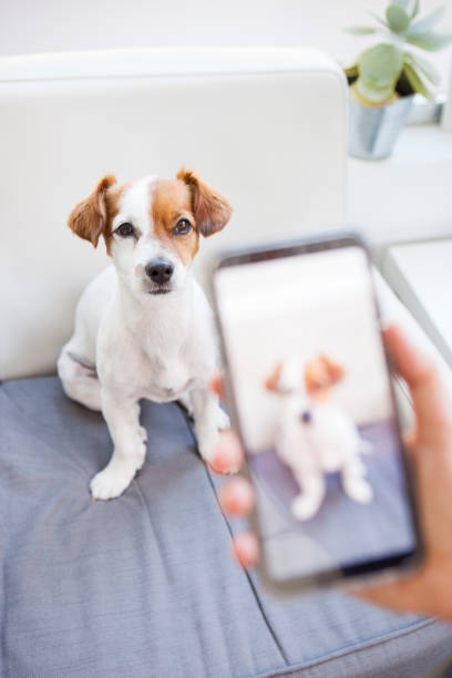 istock cute puppy with a smart phone 1044460438