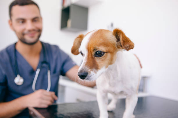 istock scared dog of the veterinary 1044460572