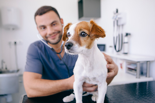 médico con estetoscopio en un cachorro photo