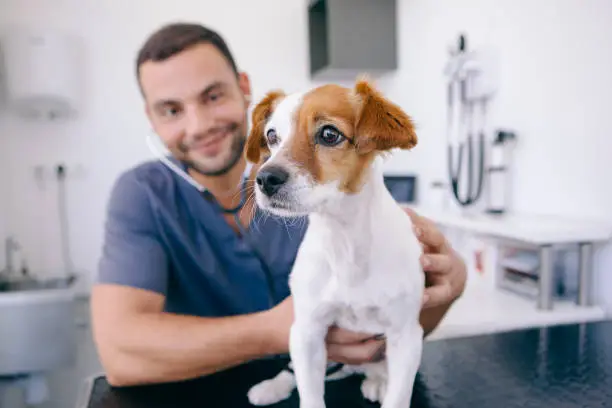 Photo of doctor using stethoscope on a puppy