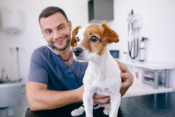 врач с помощью стетоскопа на щенка - ветеринар стоковые фото и изображения