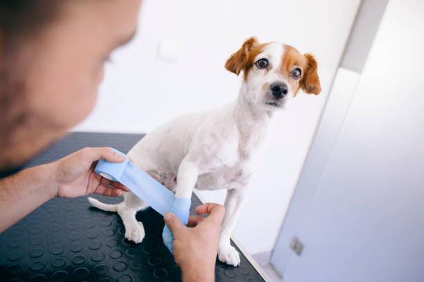 istock injury puppy with broken bones 1044460750