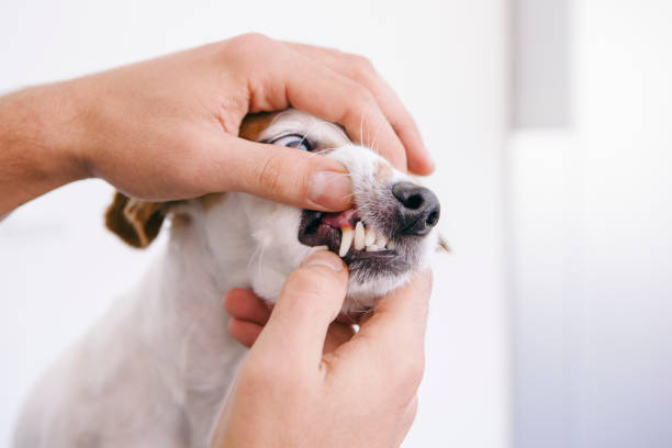 istock dog having a dental appointment 1044460786