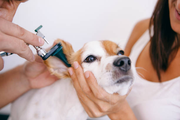 istock dog with ear infection 1044460864