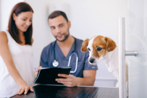 istock veterinarian giving a final diagnosis of a dog 1044460912