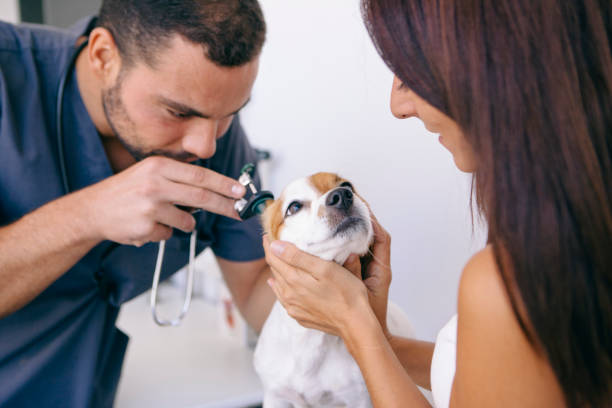 istock vet doing a deep examination of a dog ear 1044460922