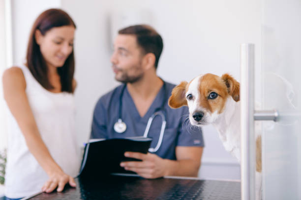 istock veterinarian holding a clipboard with analysis results 1044460994
