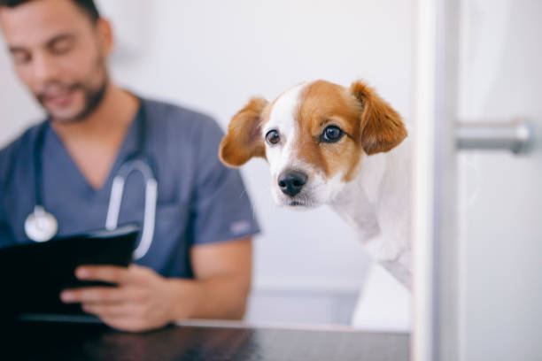 istock puppy on the veterinary room 1044461022