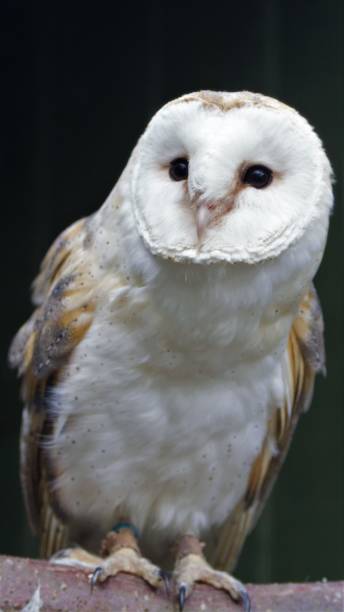 istock Wild birds of prey 1044463232