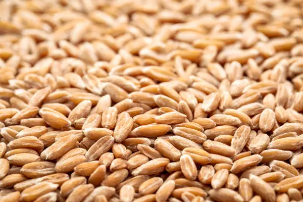 background of hard red winter wheat grain with a selective focus