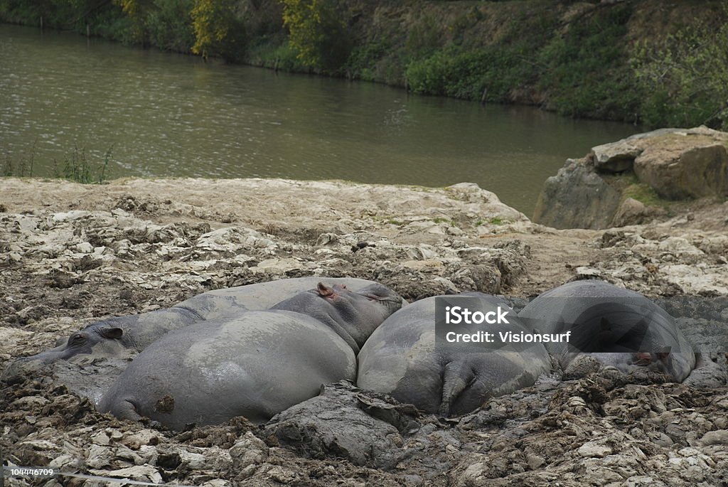 Hipopótamo en mud baño - Foto de stock de Agua libre de derechos