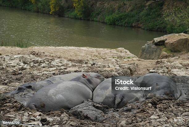 Hipopotam Kąpiel W Błocie - zdjęcia stockowe i więcej obrazów Afryka - Afryka, Bez ludzi, Brzydota