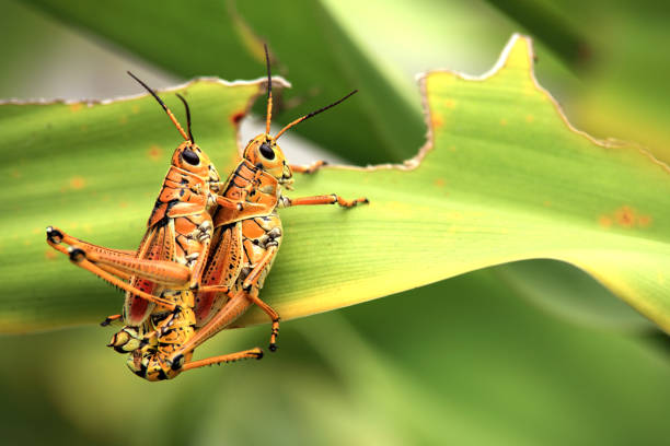 istock Close up two grasshoppers on green leaf 1044469106