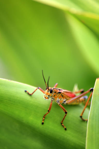 istock Close up orange colored grasshopper on green leaf 1044469114