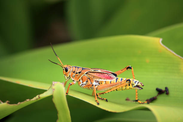 istock Close up orange colored grasshopper on green leaf 1044469760