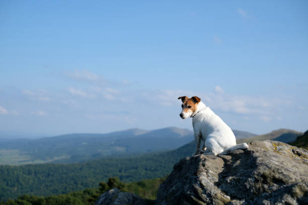 istock Alone white dog sitting on rock 1044469804