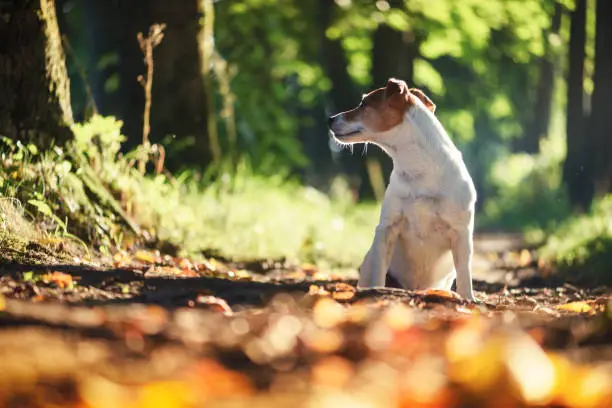 Pretty jack russel terrier dog on autumn alley. Animal photography