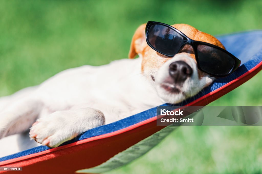 Jack russel terrier dog lies on a deck-chair Jack russel terrier dog lies on a deck-chair in sunglasses. Relax and vacation concept Dog Stock Photo