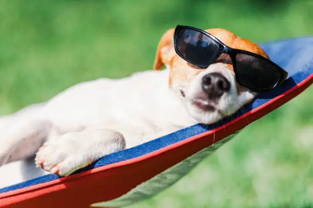Jack russel terrier dog lies on a deck-chair in sunglasses. Relax and vacation concept
