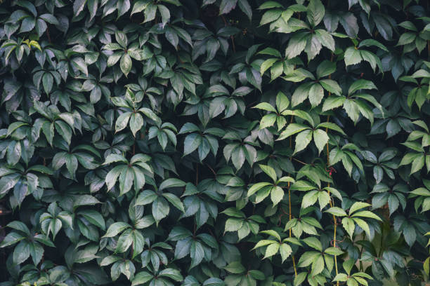 istock Texture of ivy leaves closeup. Green wall. 1044469848