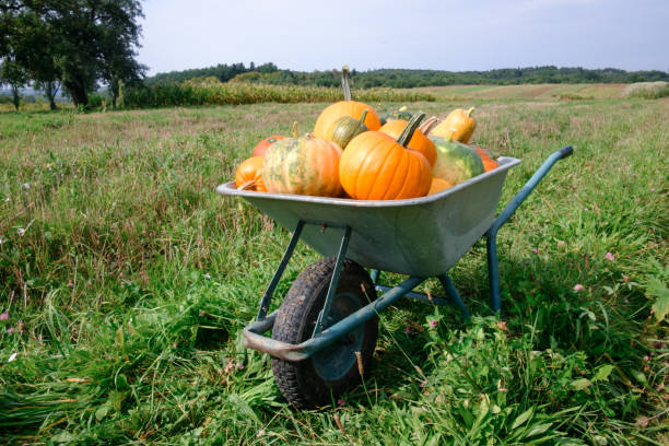 istock Different kind of pumpkins in wheelbarrow 1044469864